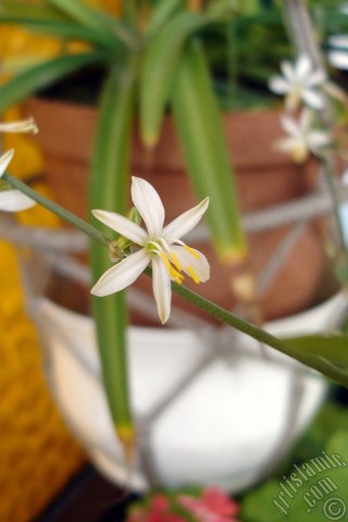 A mobile wallpaper and MMS picture for Apple iPhone 7s, 6s, 5s, 4s, Plus, iPods, iPads, New iPads, Samsung Galaxy S Series and Notes, Sony Ericsson Xperia, LG Mobile Phones, Tablets and Devices: A plant with tiny white flowers looks like mini lilies.
