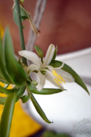 A mobile wallpaper and MMS picture for Apple iPhone 7s, 6s, 5s, 4s, Plus, iPods, iPads, New iPads, Samsung Galaxy S Series and Notes, Sony Ericsson Xperia, LG Mobile Phones, Tablets and Devices: A plant with tiny white flowers looks like mini lilies.
