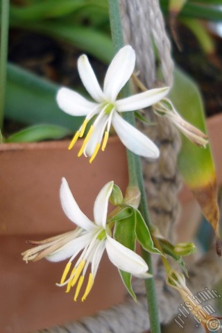 A mobile wallpaper and MMS picture for Apple iPhone 7s, 6s, 5s, 4s, Plus, iPods, iPads, New iPads, Samsung Galaxy S Series and Notes, Sony Ericsson Xperia, LG Mobile Phones, Tablets and Devices: A plant with tiny white flowers looks like mini lilies.
