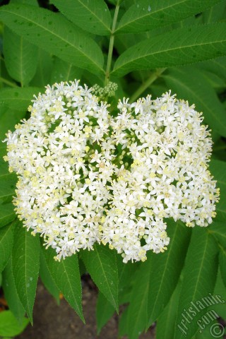 A mobile wallpaper and MMS picture for Apple iPhone 7s, 6s, 5s, 4s, Plus, iPods, iPads, New iPads, Samsung Galaxy S Series and Notes, Sony Ericsson Xperia, LG Mobile Phones, Tablets and Devices: A plant with tiny white flowers.
