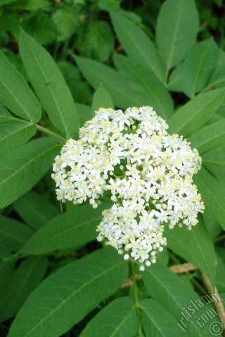 A mobile wallpaper and MMS picture for Apple iPhone 7s, 6s, 5s, 4s, Plus, iPods, iPads, New iPads, Samsung Galaxy S Series and Notes, Sony Ericsson Xperia, LG Mobile Phones, Tablets and Devices: A plant with tiny white flowers.
