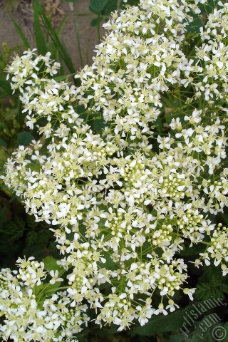 A mobile wallpaper and MMS picture for Apple iPhone 7s, 6s, 5s, 4s, Plus, iPods, iPads, New iPads, Samsung Galaxy S Series and Notes, Sony Ericsson Xperia, LG Mobile Phones, Tablets and Devices: A plant with tiny white flowers.
