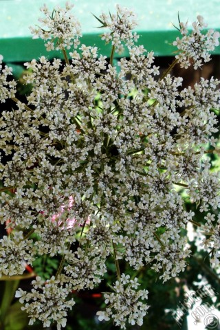 A mobile wallpaper and MMS picture for Apple iPhone 7s, 6s, 5s, 4s, Plus, iPods, iPads, New iPads, Samsung Galaxy S Series and Notes, Sony Ericsson Xperia, LG Mobile Phones, Tablets and Devices: A plant with tiny white flowers.
