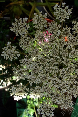 A mobile wallpaper and MMS picture for Apple iPhone 7s, 6s, 5s, 4s, Plus, iPods, iPads, New iPads, Samsung Galaxy S Series and Notes, Sony Ericsson Xperia, LG Mobile Phones, Tablets and Devices: A plant with tiny white flowers.
