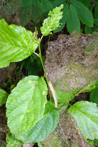 A mobile wallpaper and MMS picture for Apple iPhone 7s, 6s, 5s, 4s, Plus, iPods, iPads, New iPads, Samsung Galaxy S Series and Notes, Sony Ericsson Xperia, LG Mobile Phones, Tablets and Devices: A plant with wormy leaves.
