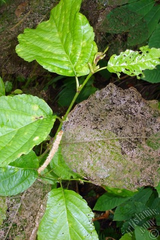 A mobile wallpaper and MMS picture for Apple iPhone 7s, 6s, 5s, 4s, Plus, iPods, iPads, New iPads, Samsung Galaxy S Series and Notes, Sony Ericsson Xperia, LG Mobile Phones, Tablets and Devices: A plant with wormy leaves.
