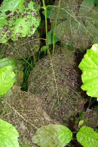 A mobile wallpaper and MMS picture for Apple iPhone 7s, 6s, 5s, 4s, Plus, iPods, iPads, New iPads, Samsung Galaxy S Series and Notes, Sony Ericsson Xperia, LG Mobile Phones, Tablets and Devices: A plant with wormy leaves.
