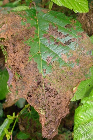 A mobile wallpaper and MMS picture for Apple iPhone 7s, 6s, 5s, 4s, Plus, iPods, iPads, New iPads, Samsung Galaxy S Series and Notes, Sony Ericsson Xperia, LG Mobile Phones, Tablets and Devices: A plant with wormy leaves.
