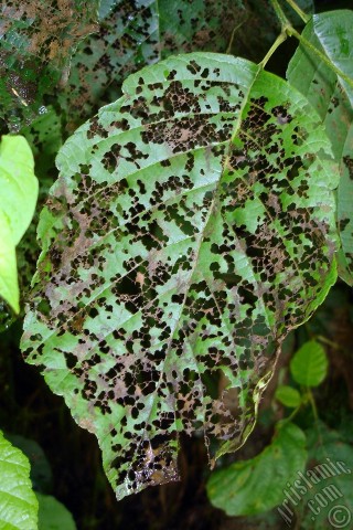 A mobile wallpaper and MMS picture for Apple iPhone 7s, 6s, 5s, 4s, Plus, iPods, iPads, New iPads, Samsung Galaxy S Series and Notes, Sony Ericsson Xperia, LG Mobile Phones, Tablets and Devices: A plant with wormy leaves.
