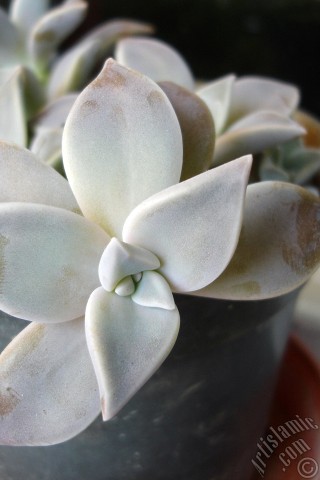 A mobile wallpaper and MMS picture for Apple iPhone 7s, 6s, 5s, 4s, Plus, iPods, iPads, New iPads, Samsung Galaxy S Series and Notes, Sony Ericsson Xperia, LG Mobile Phones, Tablets and Devices: Sharpleaf Lenophyllum plant.
