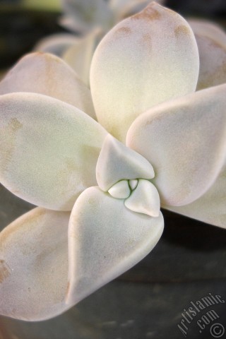 A mobile wallpaper and MMS picture for Apple iPhone 7s, 6s, 5s, 4s, Plus, iPods, iPads, New iPads, Samsung Galaxy S Series and Notes, Sony Ericsson Xperia, LG Mobile Phones, Tablets and Devices: Sharpleaf Lenophyllum plant.
