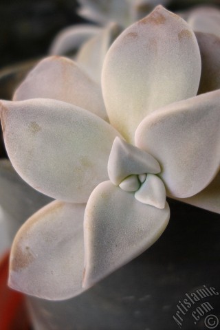 A mobile wallpaper and MMS picture for Apple iPhone 7s, 6s, 5s, 4s, Plus, iPods, iPads, New iPads, Samsung Galaxy S Series and Notes, Sony Ericsson Xperia, LG Mobile Phones, Tablets and Devices: Sharpleaf Lenophyllum plant.
