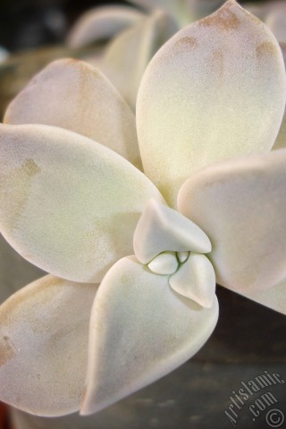 A mobile wallpaper and MMS picture for Apple iPhone 7s, 6s, 5s, 4s, Plus, iPods, iPads, New iPads, Samsung Galaxy S Series and Notes, Sony Ericsson Xperia, LG Mobile Phones, Tablets and Devices: Sharpleaf Lenophyllum plant.
