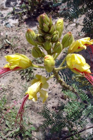 A mobile wallpaper and MMS picture for Apple iPhone 7s, 6s, 5s, 4s, Plus, iPods, iPads, New iPads, Samsung Galaxy S Series and Notes, Sony Ericsson Xperia, LG Mobile Phones, Tablets and Devices: Yellow Bird of Paradise plant.
