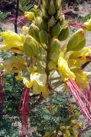 A mobile wallpaper and MMS picture for Apple iPhone 7s, 6s, 5s, 4s, Plus, iPods, iPads, New iPads, Samsung Galaxy S Series and Notes, Sony Ericsson Xperia, LG Mobile Phones, Tablets and Devices: Yellow Bird of Paradise plant.
