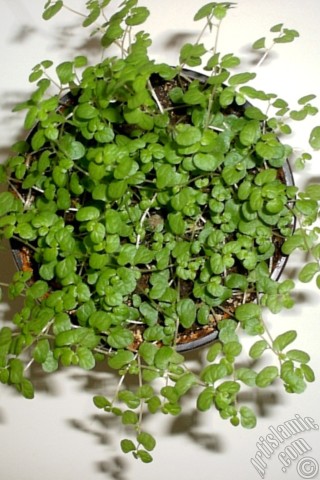 A mobile wallpaper and MMS picture for Apple iPhone 7s, 6s, 5s, 4s, Plus, iPods, iPads, New iPads, Samsung Galaxy S Series and Notes, Sony Ericsson Xperia, LG Mobile Phones, Tablets and Devices: Maidenhair Vine plant.
