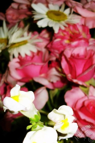 A mobile wallpaper and MMS picture for Apple iPhone 7s, 6s, 5s, 4s, Plus, iPods, iPads, New iPads, Samsung Galaxy S Series and Notes, Sony Ericsson Xperia, LG Mobile Phones, Tablets and Devices: A bouquet consisting of rose, daisy and snapdragon flowers.
