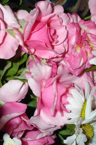 A mobile wallpaper and MMS picture for Apple iPhone 7s, 6s, 5s, 4s, Plus, iPods, iPads, New iPads, Samsung Galaxy S Series and Notes, Sony Ericsson Xperia, LG Mobile Phones, Tablets and Devices: A bouquet consisting of rose, daisy and snapdragon flowers.
