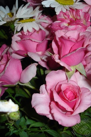 A mobile wallpaper and MMS picture for Apple iPhone 7s, 6s, 5s, 4s, Plus, iPods, iPads, New iPads, Samsung Galaxy S Series and Notes, Sony Ericsson Xperia, LG Mobile Phones, Tablets and Devices: A bouquet consisting of rose, daisy and snapdragon flowers.
