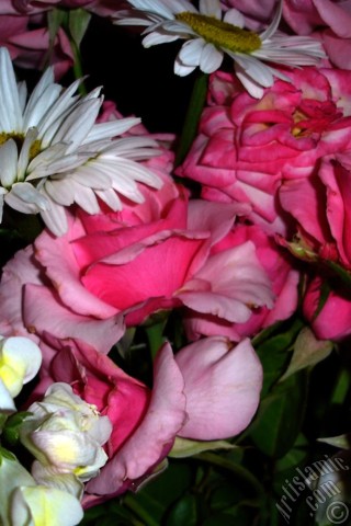 A mobile wallpaper and MMS picture for Apple iPhone 7s, 6s, 5s, 4s, Plus, iPods, iPads, New iPads, Samsung Galaxy S Series and Notes, Sony Ericsson Xperia, LG Mobile Phones, Tablets and Devices: A bouquet consisting of rose, daisy and snapdragon flowers.
