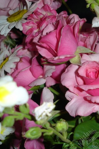 A mobile wallpaper and MMS picture for Apple iPhone 7s, 6s, 5s, 4s, Plus, iPods, iPads, New iPads, Samsung Galaxy S Series and Notes, Sony Ericsson Xperia, LG Mobile Phones, Tablets and Devices: A bouquet consisting of rose, daisy and snapdragon flowers.
