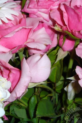 A mobile wallpaper and MMS picture for Apple iPhone 7s, 6s, 5s, 4s, Plus, iPods, iPads, New iPads, Samsung Galaxy S Series and Notes, Sony Ericsson Xperia, LG Mobile Phones, Tablets and Devices: A bouquet consisting of rose, daisy and snapdragon flowers.
