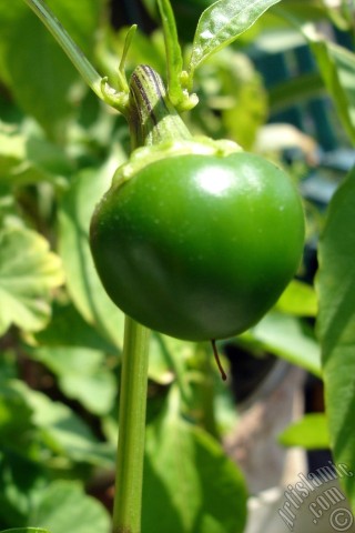 A mobile wallpaper and MMS picture for Apple iPhone 7s, 6s, 5s, 4s, Plus, iPods, iPads, New iPads, Samsung Galaxy S Series and Notes, Sony Ericsson Xperia, LG Mobile Phones, Tablets and Devices: Sweet Pepper plant growed in the pot.
