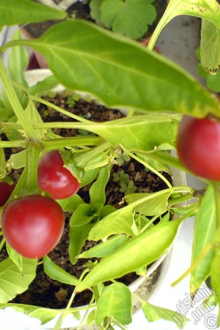 A mobile wallpaper and MMS picture for Apple iPhone 7s, 6s, 5s, 4s, Plus, iPods, iPads, New iPads, Samsung Galaxy S Series and Notes, Sony Ericsson Xperia, LG Mobile Phones, Tablets and Devices: Sweet Pepper plant growed in the pot.
