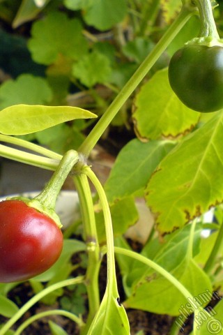 A mobile wallpaper and MMS picture for Apple iPhone 7s, 6s, 5s, 4s, Plus, iPods, iPads, New iPads, Samsung Galaxy S Series and Notes, Sony Ericsson Xperia, LG Mobile Phones, Tablets and Devices: Sweet Pepper plant growed in the pot.
