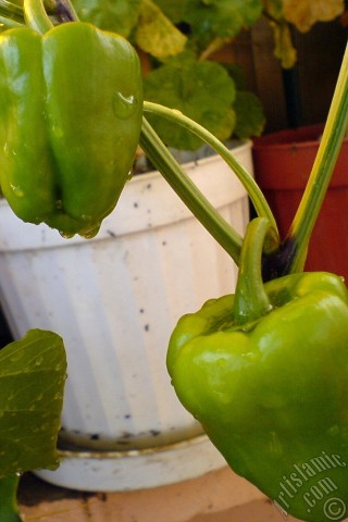 A mobile wallpaper and MMS picture for Apple iPhone 7s, 6s, 5s, 4s, Plus, iPods, iPads, New iPads, Samsung Galaxy S Series and Notes, Sony Ericsson Xperia, LG Mobile Phones, Tablets and Devices: Sweet Pepper plant growed in the pot.
