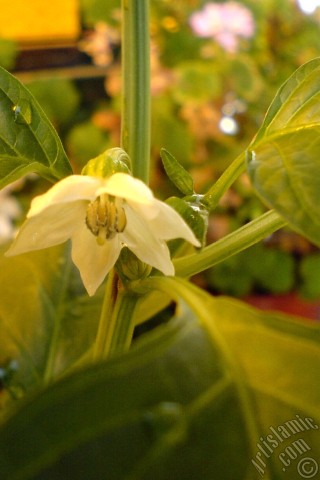 A mobile wallpaper and MMS picture for Apple iPhone 7s, 6s, 5s, 4s, Plus, iPods, iPads, New iPads, Samsung Galaxy S Series and Notes, Sony Ericsson Xperia, LG Mobile Phones, Tablets and Devices: Sweet Pepper plant growed in the pot.
