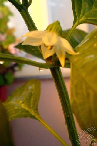 A mobile wallpaper and MMS picture for Apple iPhone 7s, 6s, 5s, 4s, Plus, iPods, iPads, New iPads, Samsung Galaxy S Series and Notes, Sony Ericsson Xperia, LG Mobile Phones, Tablets and Devices: Sweet Pepper plant growed in the pot.
