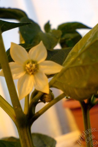 A mobile wallpaper and MMS picture for Apple iPhone 7s, 6s, 5s, 4s, Plus, iPods, iPads, New iPads, Samsung Galaxy S Series and Notes, Sony Ericsson Xperia, LG Mobile Phones, Tablets and Devices: Sweet Pepper plant growed in the pot.
