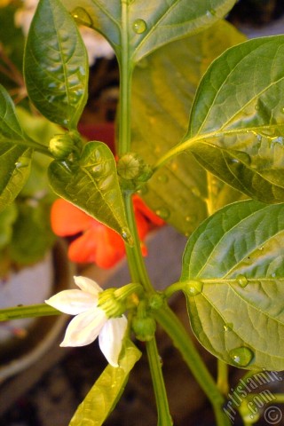 A mobile wallpaper and MMS picture for Apple iPhone 7s, 6s, 5s, 4s, Plus, iPods, iPads, New iPads, Samsung Galaxy S Series and Notes, Sony Ericsson Xperia, LG Mobile Phones, Tablets and Devices: Sweet Pepper plant growed in the pot.
