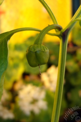 A mobile wallpaper and MMS picture for Apple iPhone 7s, 6s, 5s, 4s, Plus, iPods, iPads, New iPads, Samsung Galaxy S Series and Notes, Sony Ericsson Xperia, LG Mobile Phones, Tablets and Devices: Sweet Pepper plant growed in the pot.
