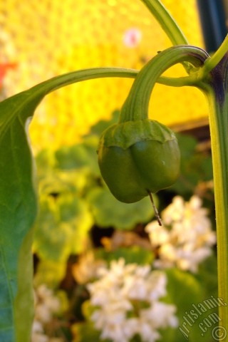 A mobile wallpaper and MMS picture for Apple iPhone 7s, 6s, 5s, 4s, Plus, iPods, iPads, New iPads, Samsung Galaxy S Series and Notes, Sony Ericsson Xperia, LG Mobile Phones, Tablets and Devices: Sweet Pepper plant growed in the pot.
