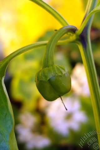 A mobile wallpaper and MMS picture for Apple iPhone 7s, 6s, 5s, 4s, Plus, iPods, iPads, New iPads, Samsung Galaxy S Series and Notes, Sony Ericsson Xperia, LG Mobile Phones, Tablets and Devices: Sweet Pepper plant growed in the pot.
